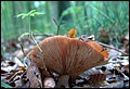 DSC06200.JPG