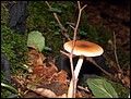 DSC06210.JPG