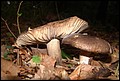 DSC06215.JPG
