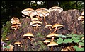 DSC06255.JPG