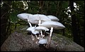 DSC06274.JPG