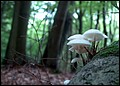 DSC06275.JPG