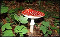 DSC06297.JPG