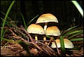 DSC06300.JPG