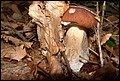 DSC06309.JPG