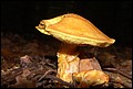 DSC06320.JPG