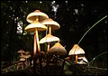 DSC06458.JPG