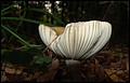 DSC06465.JPG