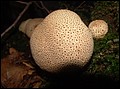 DSC06473.JPG