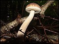 DSC06482.JPG