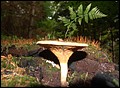 DSC06506.JPG