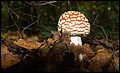 DSC06523.JPG