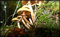 DSC06527.JPG