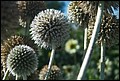 DSC05287.jpg