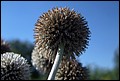 DSC05288.jpg