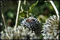 DSC05291.jpg