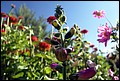 DSC05311.jpg