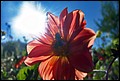 DSC05317.jpg