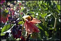 DSC05319.jpg