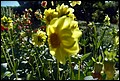 DSC05324.jpg