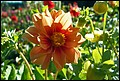 DSC05325.jpg