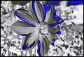 DSC05327-neon.jpg