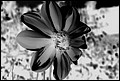 DSC05327-raster.jpg