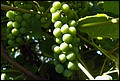 DSC05330.jpg