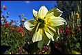 DSC05331.jpg