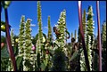 DSC05338.jpg
