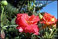 DSC05343.jpg
