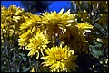 DSC05346.jpg