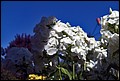 DSC05349.jpg