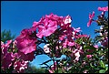 DSC05350.jpg