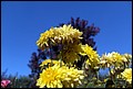 DSC05352.jpg