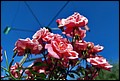 DSC05353.jpg