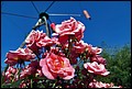 DSC05354.jpg