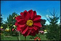 DSC05358-pasteryzacja.jpg