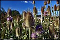 DSC05398.jpg