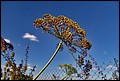 DSC05402.jpg