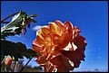 DSC05405.jpg