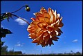 DSC05408.jpg