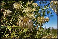 DSC05410.jpg