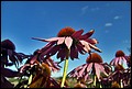 DSC05416.jpg