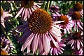 DSC05417.jpg