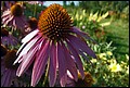 DSC05418.jpg