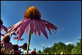 DSC05419.jpg
