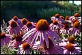 DSC05422.jpg