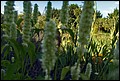DSC05425.jpg