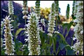 DSC05426.jpg